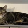 Roy sucht mit Garten oder Freigang