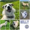 MILLY -offen, lernbereit & schlau-