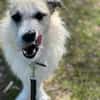 MILLY -offen, lernbereit & schlau-
