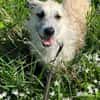 MILLY -offen, lernbereit & schlau-