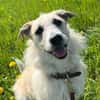 MILLY -offen, lernbereit & schlau-