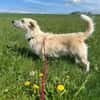 MILLY -offen, lernbereit & schlau-
