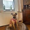 MAUDE -sucht hundeerfahrene Menschen-