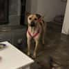 MAUDE -sucht hundeerfahrene Menschen-