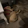 MAUDE -sucht hundeerfahrene Menschen-