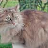 Verschmuste Iside sucht Traumzuhause