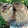 Verschmuste Iside sucht Traumzuhause