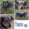 TASCO -perfekter Zweithund-