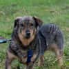 TASCO -perfekter Zweithund-