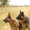 Norah und Novelle