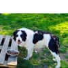 Herzenshund gesucht?Oreo wartet auf dich