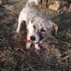 Terrier Mix Oskar sucht seine Menschen