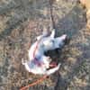 Terrier Mix Oskar sucht seine Menschen