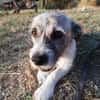 Terrier Mix Oskar sucht seine Menschen