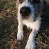 Terrier Mix Oskar sucht seine Menschen