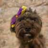 Frieda sucht liebevolles zu Hause