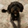 Frieda sucht liebevolles zu Hause