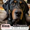 RICCO: Starker Begleiter mit großem Herz
