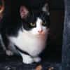 Zuckersüßer Kater Grisu  Stark trotz Ep