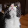 Zuckersüßer Kater Grisu  Stark trotz Ep