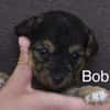 Bobby