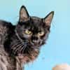 Melchior [Chaton]