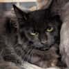 Melchior [Chaton]
