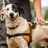 OREO - URGENT RECHERCHE FAMILLE RELAIS -