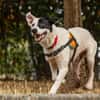 OREO - URGENT RECHERCHE FAMILLE RELAIS -