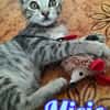 MICIO gattino tigrato argento