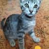 MICIO gattino tigrato argento