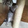 MICIO gattino tigrato argento