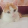 Berlioz