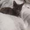Sheba