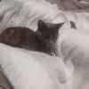 Sheba