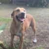 Bella, chien femelle Croisée Créole NON-LOF