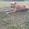 Bella, chien femelle Croisée Créole NON-LOF