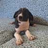 Hooper, chiot Mâle Croisé Créole NON-LOF