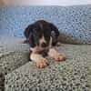 Hooper, chiot Mâle Croisé Créole NON-LOF