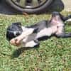 Hooper, chiot Mâle Croisé Créole NON-LOF