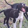 Hooper, chiot Mâle Croisé Créole NON-LOF