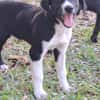 Hooper, chiot Mâle Croisé Créole NON-LOF