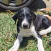 Hooper, chiot Mâle Croisé Créole NON-LOF