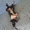 Hooper, chiot Mâle Croisé Créole NON-LOF