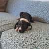 Hooper, chiot Mâle Croisé Créole NON-LOF
