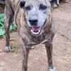 Isla, chien femelle Croisée Créole NON-LOF