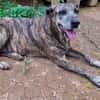 Isla, chien femelle Croisée Créole NON-LOF