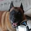 LOVELY, Femelle Croisée Malinois NON-LOF