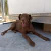 TENDER (union animal)