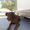 TENDER (union animal)